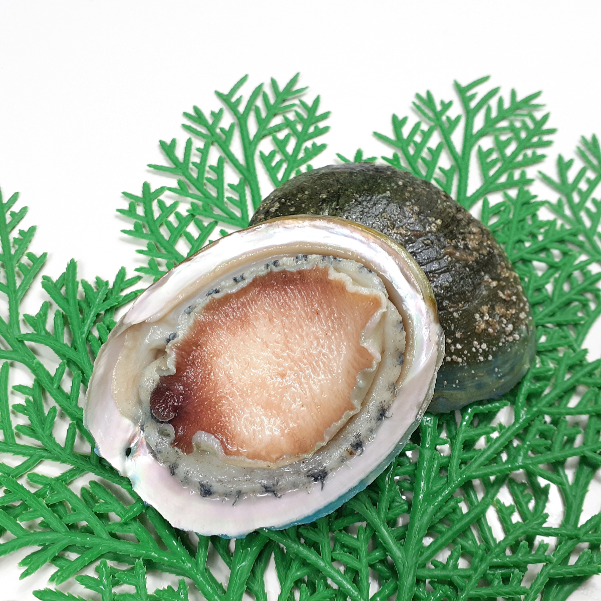 お刺身用冷凍アワビ翡翠の瞳1kg(12粒)｜一印おさかな市場の通販